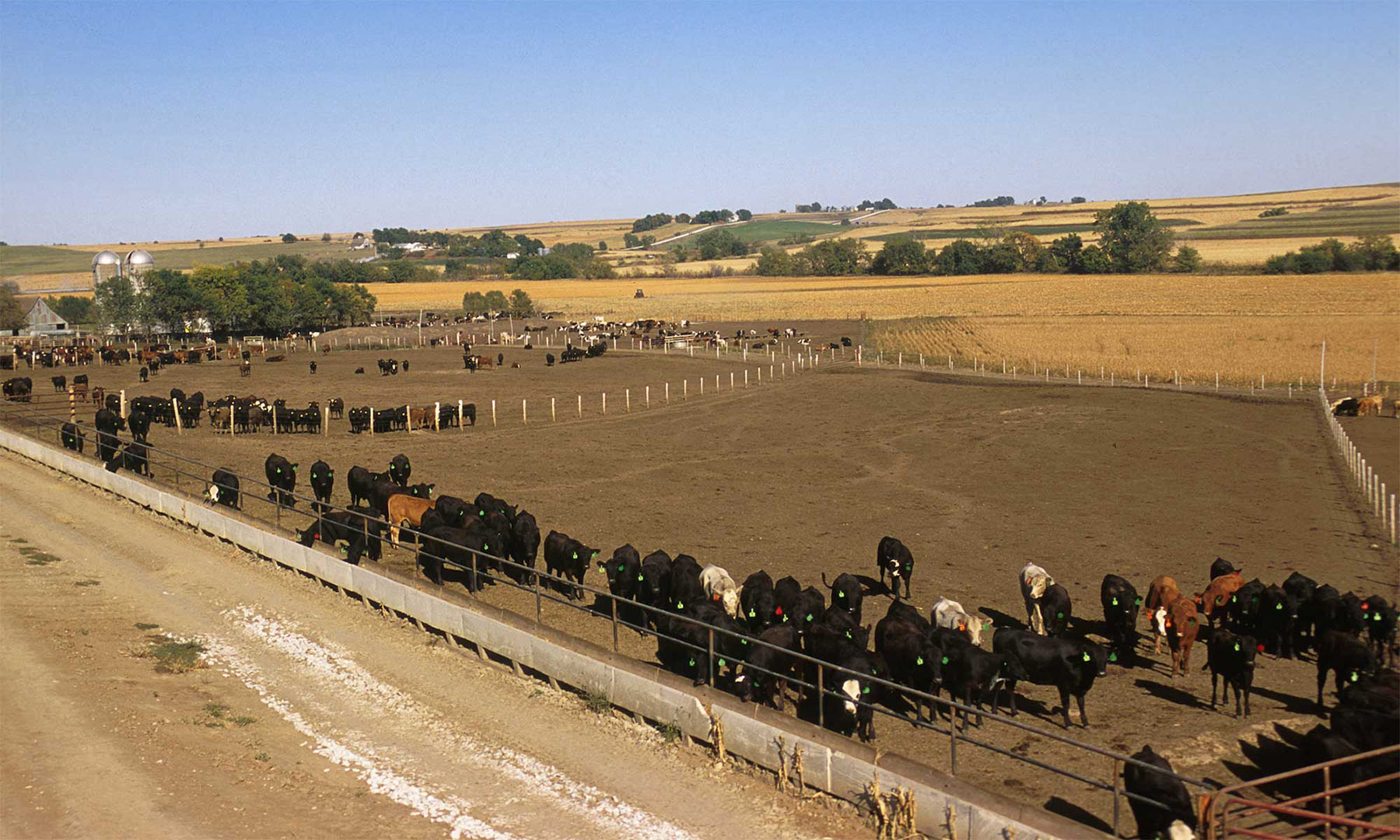 Feedlot