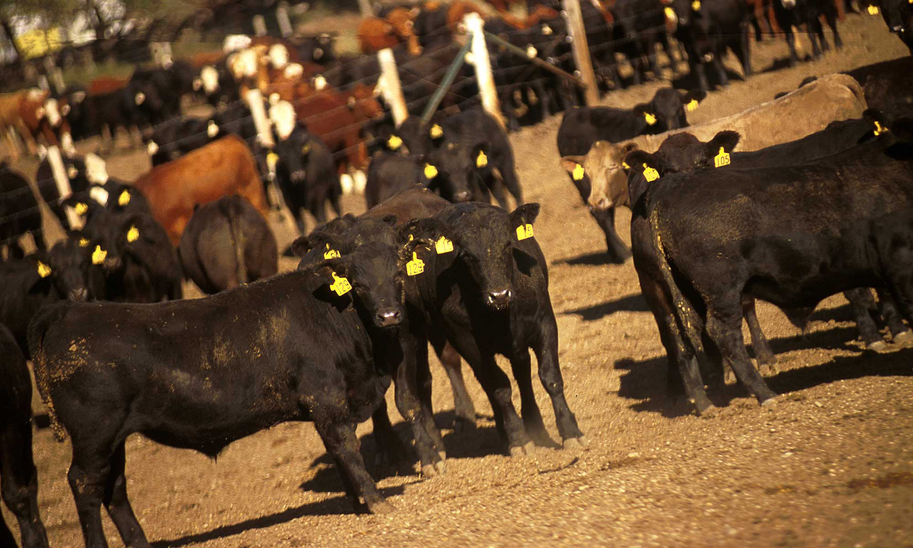 Feedlot